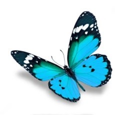 Bild Schmetterling