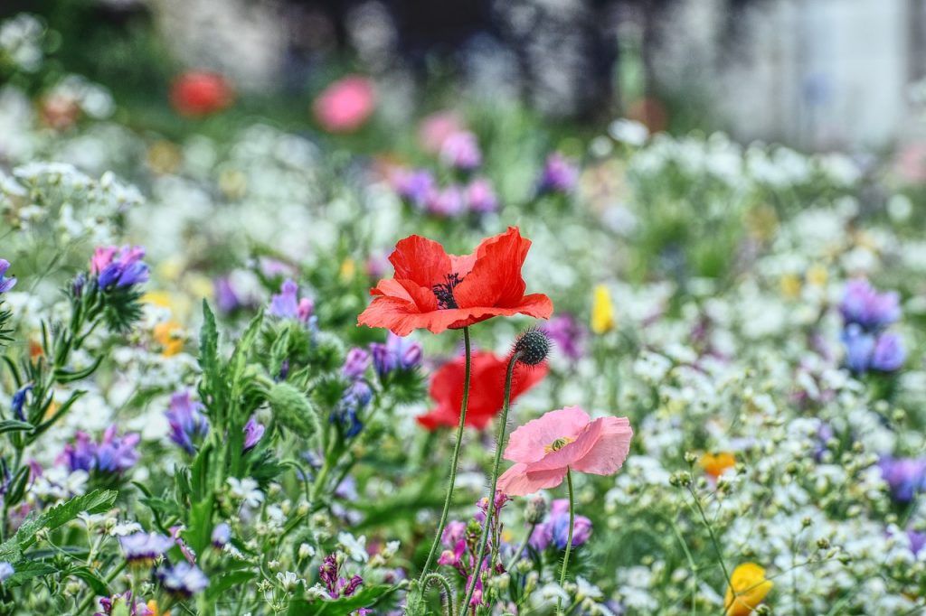 Eine Wiese voller bunter blühender Sommerblumen in Rot, Blau und Gelb. Im Hintergrund sieht man unscharf den Rand eines Waldes.